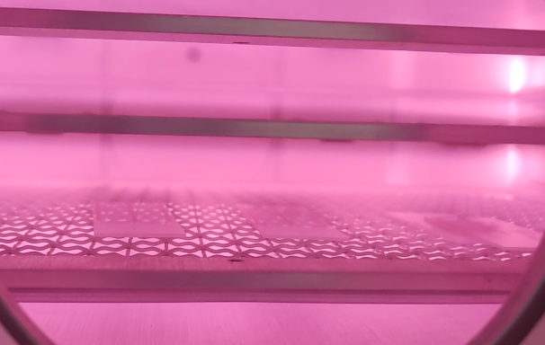 蜜桃网站在线观看机