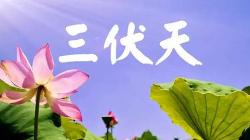入伏，或开启蒸煮模式-蜜桃精品成人影片蜜桃网站在线观看机