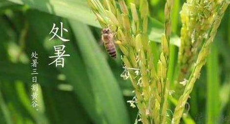 明日处暑，秋凉渐至-蜜桃精品成人影片蜜桃网站在线观看机